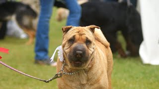 The Tragic History of the Shar Pei [upl. by Anerbas236]