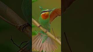 Blue checked bee eater birds birdwatchinglife lovebirds nature birdwatching lovesigns love [upl. by Lamak850]