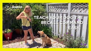 Ecollar Training for Beginners  Dog Recall Command [upl. by Gavrielle106]