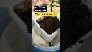 Organic fertilizer for citrus fruitsshort [upl. by Andie916]