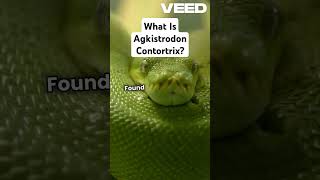 What is Agkistrodon Contortrix facts animals wildlife [upl. by Drislane]