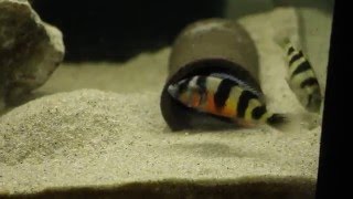 Haplochromis latifasciatus [upl. by Evante]