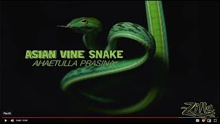 Asian Vine Snake Zilla Beyond The Glass  Episode 11 [upl. by Lux533]