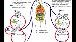 Free Living Amoeba Pathogenic for human  PFA [upl. by Peder980]