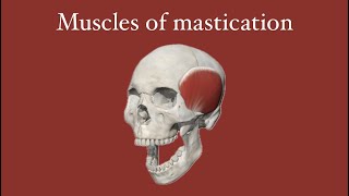 Muscles of mastication part 2 [upl. by Oigres]