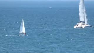 Catamaran VS Optimist Laser or Lightning Race which is faster [upl. by Gloria]