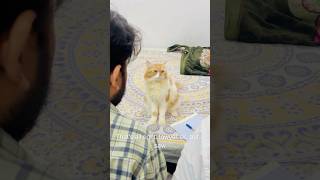 Billu is very clever😱🤣catcomedy cat billucat sajidcat comedy billicomedy funny catlover [upl. by Nebur]