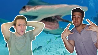 Fish Biologist reacts to Cody Kos Shark Tier List [upl. by Aciretnahs]