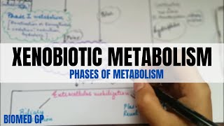 Xenobiotic Metabolism  BioMed GP [upl. by Dalohcin]