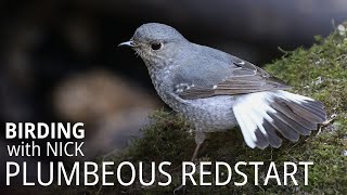 Plumbeous Water Redstart female at waterfall  Birding in Thailand [upl. by Oriaj]