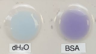 Milk Product Analysis  Biruet Test for Proteins [upl. by Mctyre]