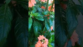 Crossandra plantlover beautiful shortvideo [upl. by Hazmah]