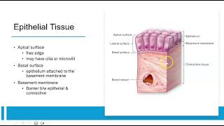 1 Tissues through Epithelial [upl. by Ujawernalo]