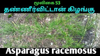 தண்ணீர்விட்டான் கிழங்குசதாவேரிAsparagus racemosusஅலசல்Alasal [upl. by Harman]