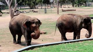 TARONGA WESTERN PLAINS ZOO DUBBO [upl. by Odlaw645]