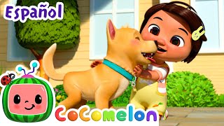 Pequeño amigo  Canciones Infantiles  Caricaturas para bebes  CoComelon en Español [upl. by Ullyot]