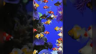 FISH COLOUR AQUARIUM fish shorts ikanglofish world ikan koi 90 [upl. by Lehsar102]