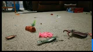 Anomalacaris vs Pterygotus Stop Motion fight [upl. by Velick838]