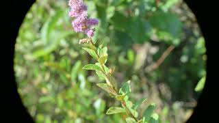 Spiraea tomentosa Steeplebush [upl. by Etnahsal382]