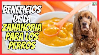 🔴 BENEFICIOS DE LA ZANAHORIA Y LA CALABAZA PARA LOS PERROS 🥕 [upl. by Fitzhugh]