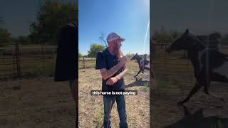 Does your horse do this equine horse horseriding horsetrainer markjenkinshorsemanship howto [upl. by Dahij]