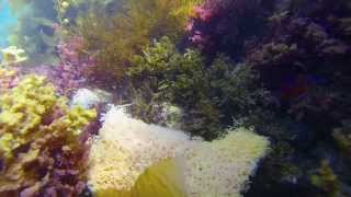 Aplysia Californica Sea Hares coupling underwater  making eggs [upl. by Buell]