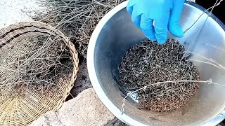 DIY PREPARING DRIED HERBS FOR STORAGEUSE AS SPICES [upl. by Aurie]