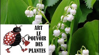 Conseil jardinage Muguet plante porte bonheur attention plante toxique  vivace [upl. by Diahann]