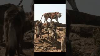 Wolf क्यों इतने खतरनाक होते हैं 🤔🤯By info fact News [upl. by Kern]