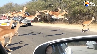 Impalas Leap Across The Road [upl. by Anigar]