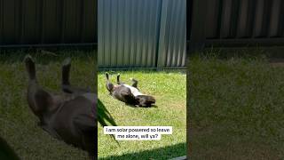 Life of a lil staffy dog 🐾 [upl. by Coad171]