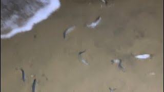 Grunion run California [upl. by Trygve]