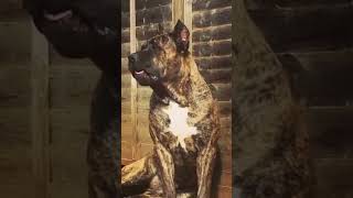 Amazing Presa Canario Dog Transformation shorts [upl. by Dublin]