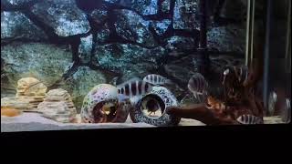 Frontosa Cichlid Tank Setup [upl. by Nwavahs566]