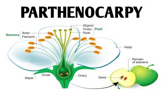 Parthenocarpy  Artificial Seedless Fruit production  How to induce parthenocarpy [upl. by Libnah]