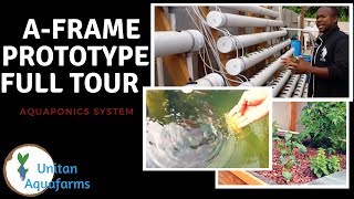 Aquaponics Large Scale System From AFrame Prototype [upl. by Fee]