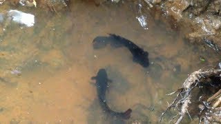 Two Betta Fish Fighting Nearby The Pond  Betta Fish Fighting Protect Their Own Place [upl. by Bartosch587]