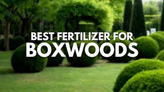 Best Fertilizer For Boxwoods  More Lush and Shine [upl. by Savvas26]