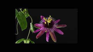 PASSION FLOWER TIME LAPSE [upl. by Daniele207]