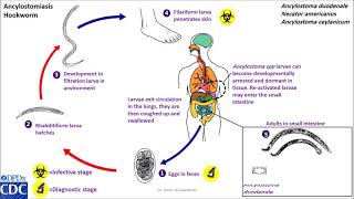 Hookworm life cycle [upl. by Jermyn]