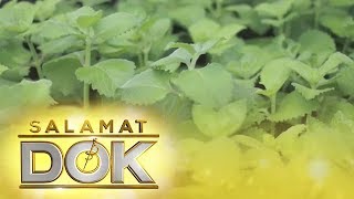 Salamat Dok Health benefits of Oregano [upl. by Bartley318]