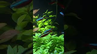 Ludwigia Repens Aquarium Plant Care Guide and Species Profile 🌱 [upl. by Adair]