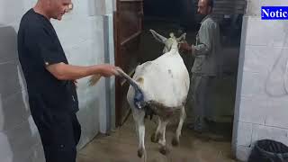 Epidural analgesia in donkey through 2nd intercoccygeal space [upl. by Atela]