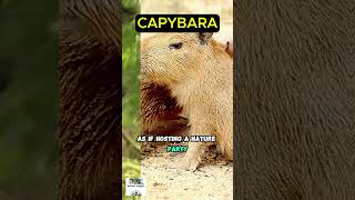 Capybara Chronicles Natures Chill Champions 🐾capybara rodents nature trend shorts viralvideo [upl. by Warton]