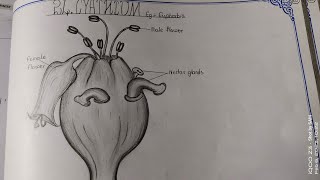 Drawing CYATHIUMHow to draw CYATHIUMTheLefthandedArtist sameerarts intermediate record [upl. by Siegfried]