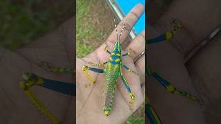 Grasshopper🦗 insect part  4 grasshopper grasshoppers insects wildlife animals shorts [upl. by Mayor]