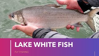 How To Catch Lake Whitefish  Fly Fishing [upl. by Googins]