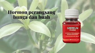 Perangsang Pertumbuhan Bunga dan Buah  Giberelin [upl. by Chad]