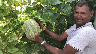 Cantaloupe Fruit  Saudi Arabia  SUFIAN  الشمام [upl. by Junieta]