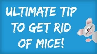 How to Get Rid of Mice in Your House  Amazing Tips for Getting Rid of Mice Naturally  Rodents [upl. by Ahsonek651]